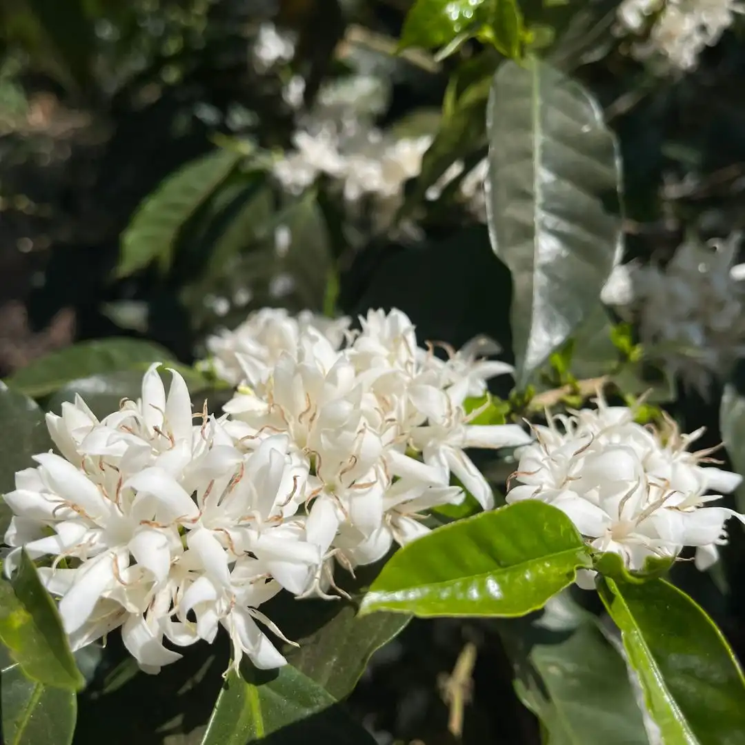 Nicaragua - Forest Positive 250g - Obrázek 4