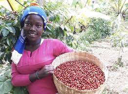 Nicaragua - Forest Positive 250g - Obrázek 2